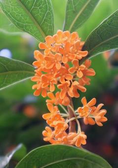 生薬の花 金木犀,花,flowerの写真素材