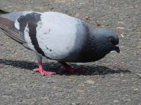 何かをみつけたカワラバト 何かをみつけたカワラバトの写真
