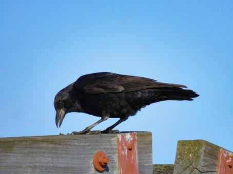 木材の上でエサをついばむハシボソガラス ハシボソガラス,野鳥,動物の写真素材