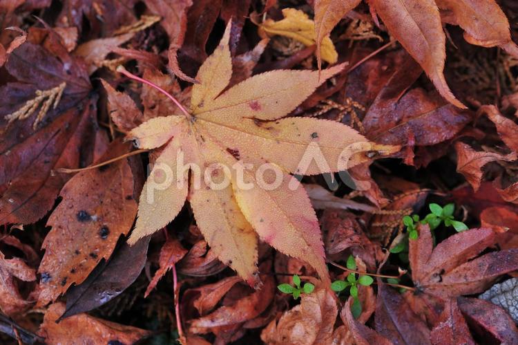 カエデの落ち葉のアップ モミジ,カエデ,紅葉の写真素材