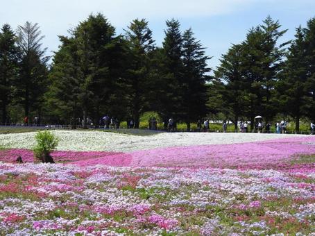 芝桜 芝桜の写真
