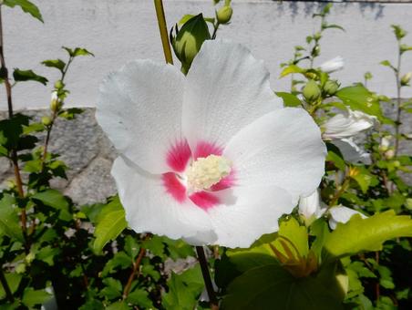 [Flower photo] White Rose of Sharon, JPG