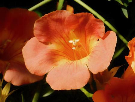 【花の写真】ノウゼンカズラの写真