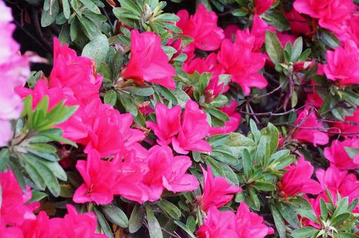 Azalea, JPG
