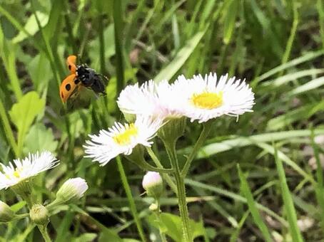 花から飛び立つテントウムシ 花から飛び立つテントウムシの写真