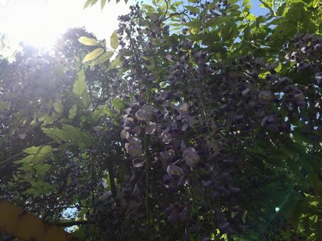 木漏れ日の写真