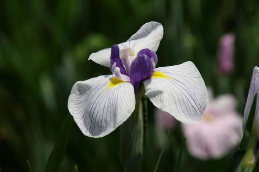 ハナショウブ・花菖蒲 ハナショウブ・花菖蒲 ハナショウブ,クローズアップ,初夏の写真素材
