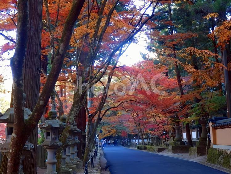 【紅葉写真】佛通寺の紅葉風景 紅葉,モミジ,もみじの写真素材