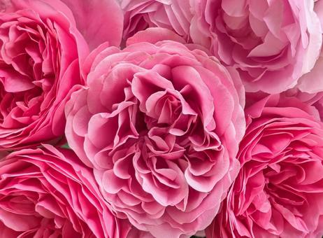 バラ　薔薇 バラ,薔薇,ピンクの写真素材