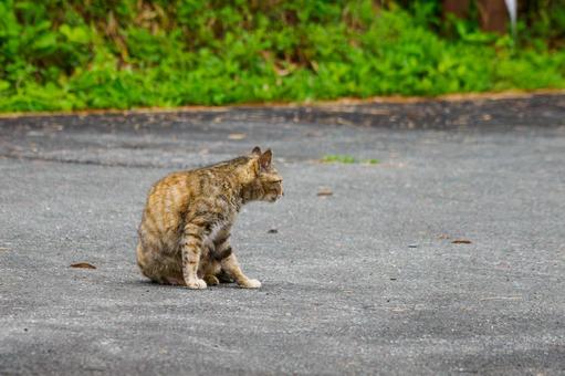 猫(118) 猫(118)の写真