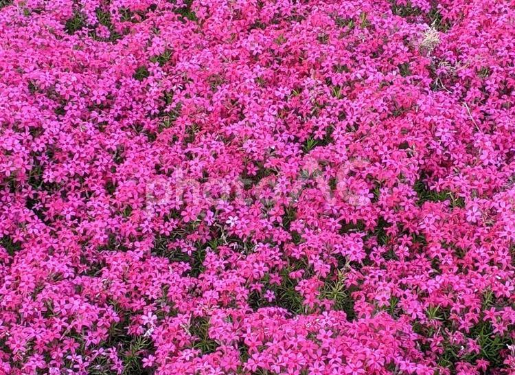 芝桜　赤 芝桜,春,花の写真素材