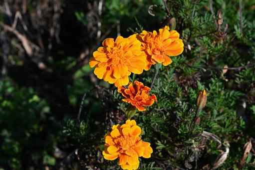 近所の庭に咲いたマリーゴールドの花の写真