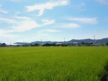 Photo, paddy field, field, rice, 