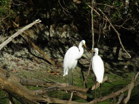 サギ シラサギ,サギ,鳥の写真素材