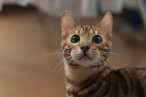 ベンガル ベンガル 猫,子猫,グレーの写真素材
