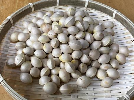 ざるの上の銀杏 ざる,銀杏,秋の写真素材