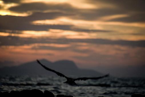 <五島の風景>夏の夜明けの海と磯のトンビ <五島の風景>夏の夜明けの海と磯のトンビの写真