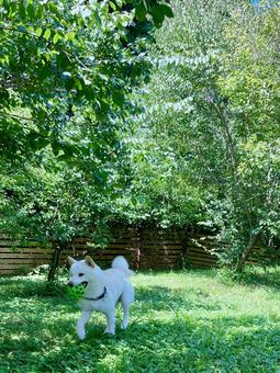 Photo, shiba, dog, animal, 