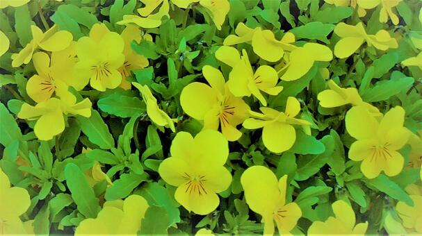 黄色いお花 黄色いお花の写真