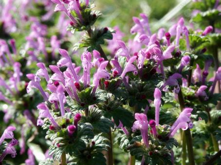 Photo, weed, blooming landscape, annular, 