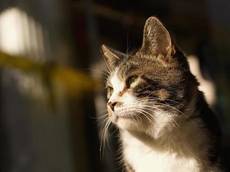 野良猫のポートレート 野良猫のポートレート 猫,野良猫,ネコの写真素材