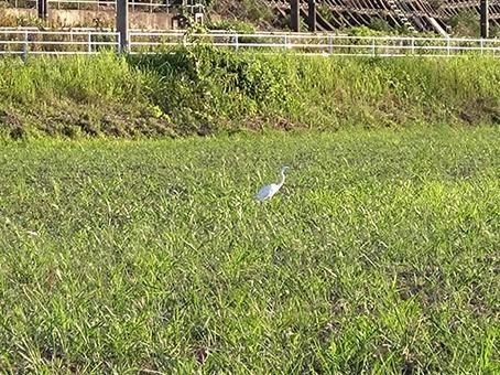広場に舞い降りたさぎ002 広場に舞い降りたさぎ002 佐倉ふるさと広場,畑作,田植え後の写真素材