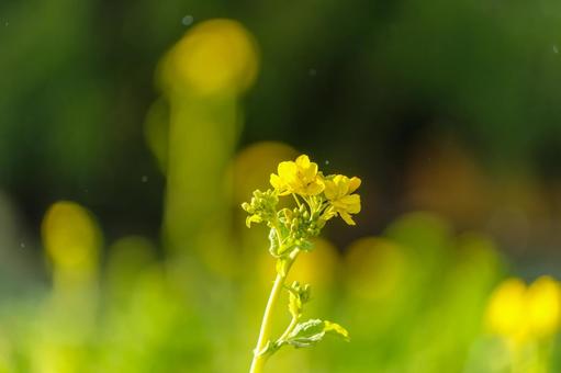 Rape blossoms shining in the spring sunshine, JPG Rape blossoms shining in the spring sunshine, JPG