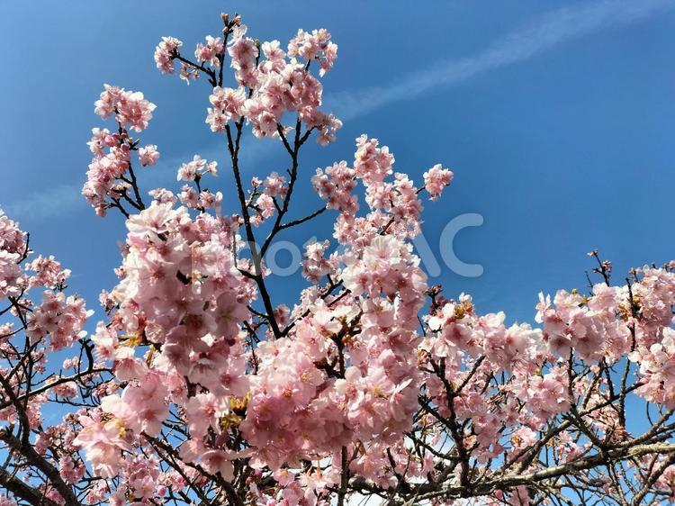 飛行機雲と桜 桜,空,飛行機雲の写真素材
