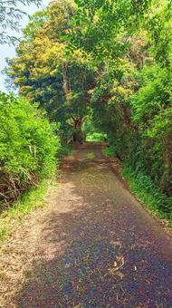 ある森の小道‐木々のトンネル ある森の小道‐木々のトンネルの写真