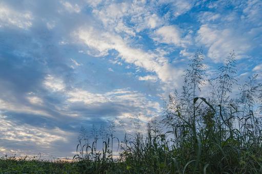 秋の朝の空 早朝,青空,雲の写真素材