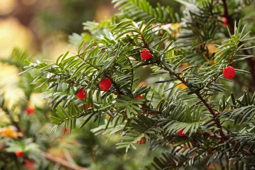 イチイの木と実の写真