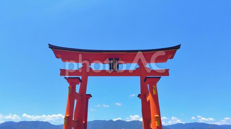 改修工事後の日本三景安芸の宮島の大鳥居 宮島,厳島神社,大鳥居の写真素材