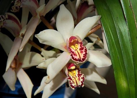 シンビジウムの写真