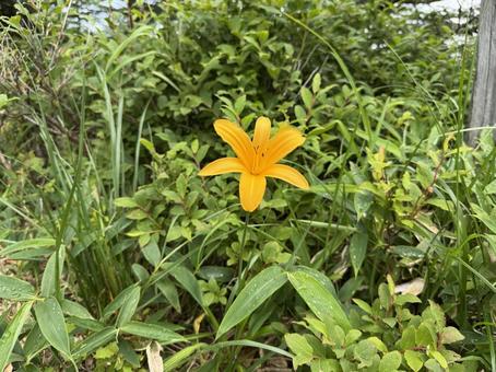 Photo, nikkoksge, orange, orange flowers, 