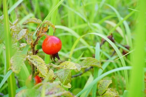 はまなすの実 はまなす,実,植物の写真素材