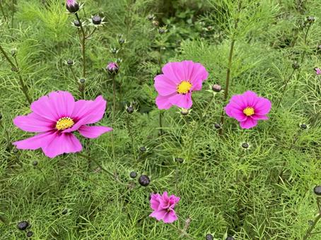 コスモス コスモス,秋の花,きれいの写真素材