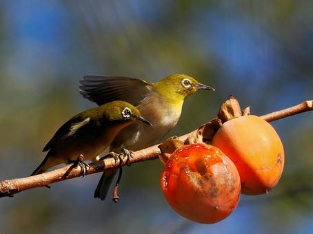 柿の実を食べに来たメジロ メジロ,野鳥,鳥の写真素材