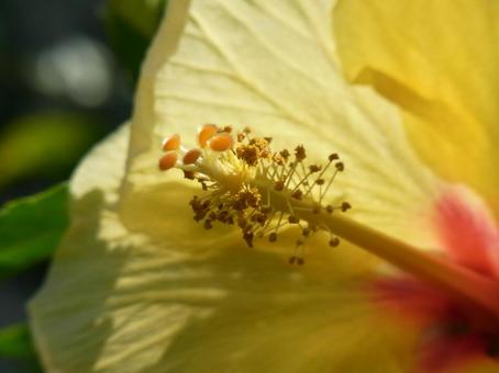 温室の黄色いハイビスカス・花芯のアップ 温室の黄色いハイビスカス・花芯のアップの写真