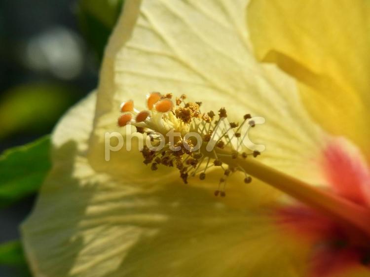 温室の黄色いハイビスカス・花芯のアップ ハイビスカス,花,植物の写真素材