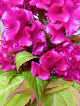 ケイトウ ケイトウ ピンク,濃色,切花の写真素材