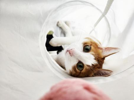 ネコと遊ぶ ネコと遊ぶ ねこ,ネコ,茶トラ猫の写真素材
