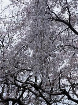 Scenery with cherry blossoms, JPG