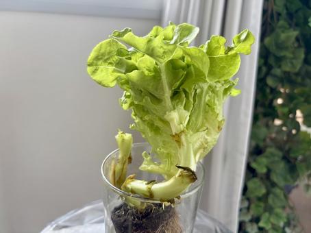 レタス レタスの写真