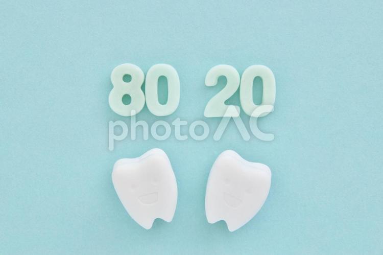 8020とミニチュアの歯 8020運動,歯の健康,口の健康の写真素材