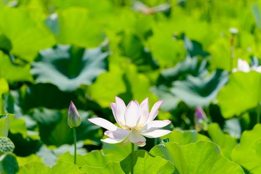 夏の日差しに輝く蓮の花 夏の日差しに輝く蓮の花の写真