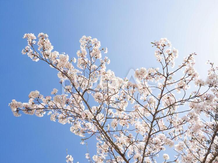 青空と桜の花 桜,花,春の写真素材