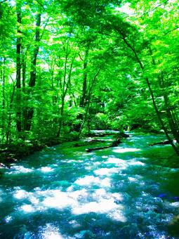 緑の川 緑の川の写真