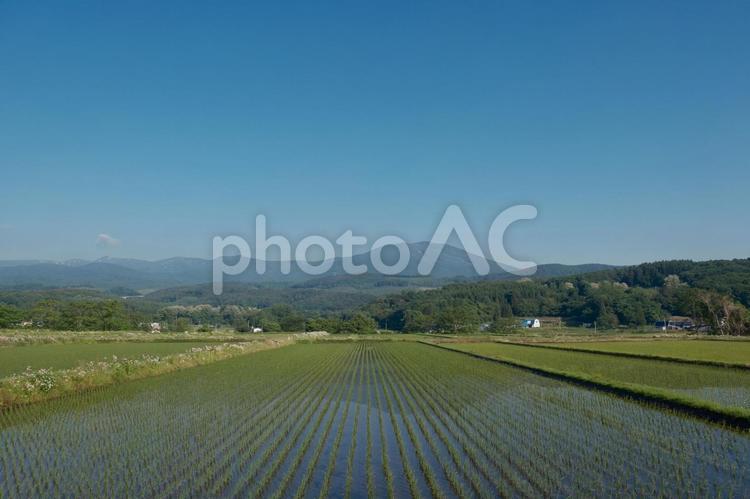 八幡平市の春　田植え後の田んぼと山の風景 田んぼ,八幡平,八幡平市の写真素材