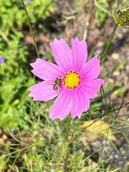 コスモスと蜜蜂 コスモスと蜜蜂の写真