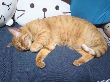 Brown tabby cat sleeping surrounded by cat cushions, JPG Brown tabby cat sleeping surrounded by cat cushions, JPG